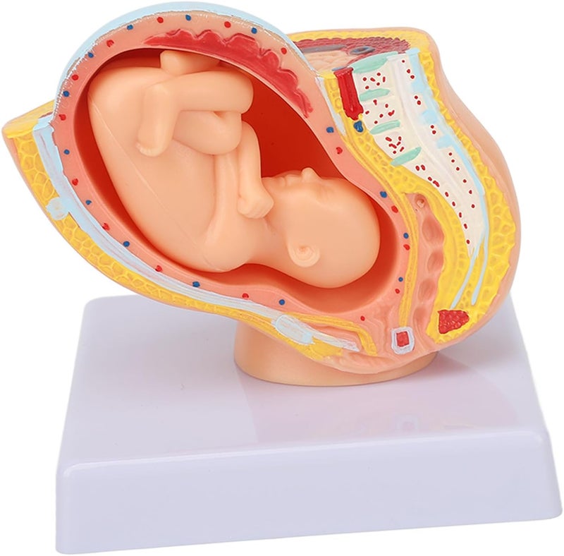 klarako Teaching Model,Pregnant Woman Anatomical Pelvis Model Removable Pregnancy 9 Months Baby Fetus Model for Teaching Aid for Science Classroom Study Display Teaching Model - Image 4
