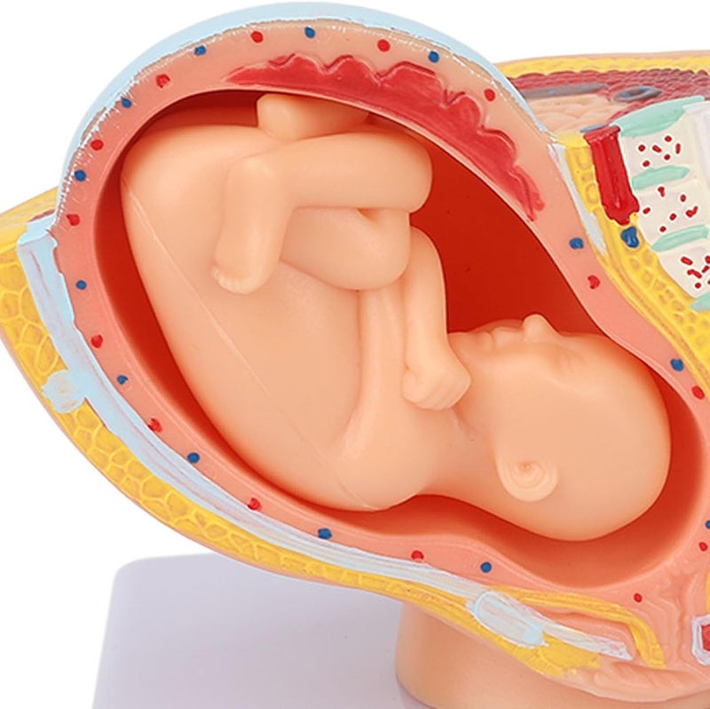 klarako Teaching Model,Pregnant Woman Anatomical Pelvis Model Removable Pregnancy 9 Months Baby Fetus Model for Teaching Aid for Science Classroom Study Display Teaching Model - Image 1