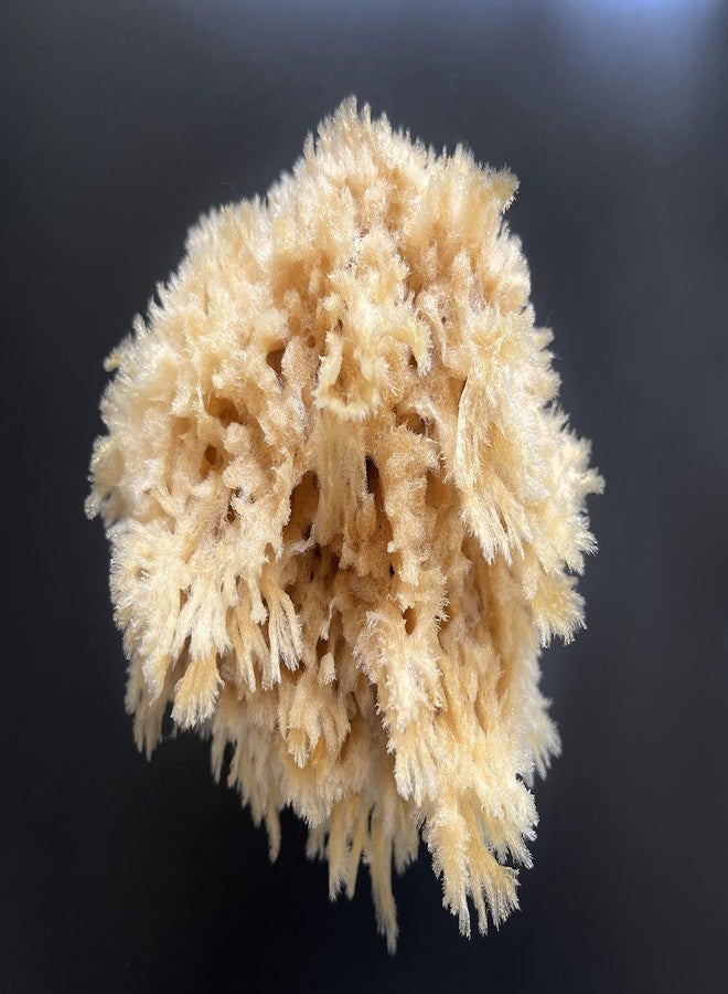 Lullingworth® Natural Sea Wool Art Sponge: Premium Professional Grade 5-6" Unbleached, Excellent for Painting, Decorating, Texturing, Marbling, Limestone/Venetian Plaster, Faux Finishes, Crafts - Image 3