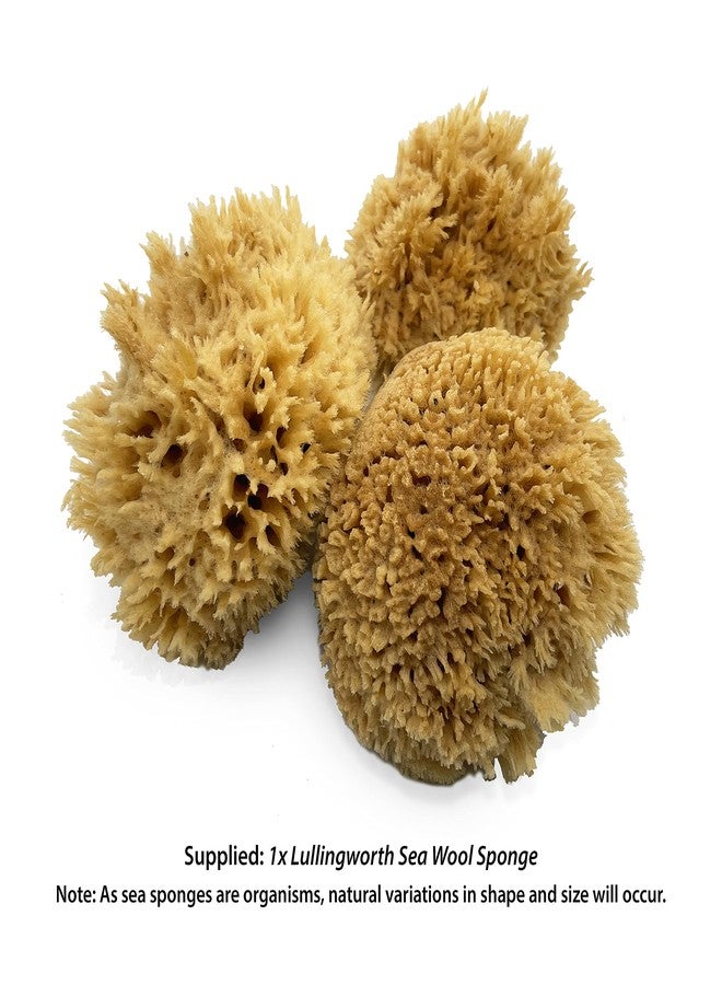 Lullingworth® Natural Sea Wool Art Sponge: Premium Professional Grade 5-6" Unbleached, Excellent for Painting, Decorating, Texturing, Marbling, Limestone/Venetian Plaster, Faux Finishes, Crafts - Image 2