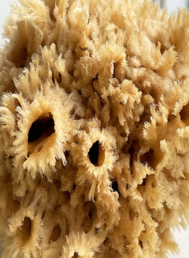 Lullingworth® Natural Sea Wool Art Sponge: Premium Professional Grade 5-6" Unbleached, Excellent for Painting, Decorating, Texturing, Marbling, Limestone/Venetian Plaster, Faux Finishes, Crafts - Image 4