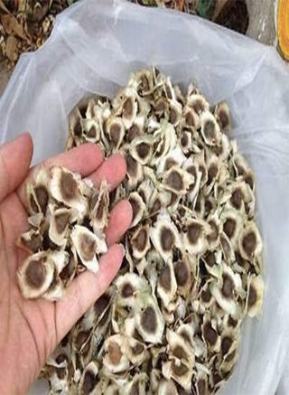 250 Grams Premium DRUMSTICK/SAJNA/Moringa OLEIFERA seeds. - pzsku/Z5D2D3819CB8F10F1B7FEZ/45/_/1740896628/ca4a8079-b97f-4543-960b-351022d57661