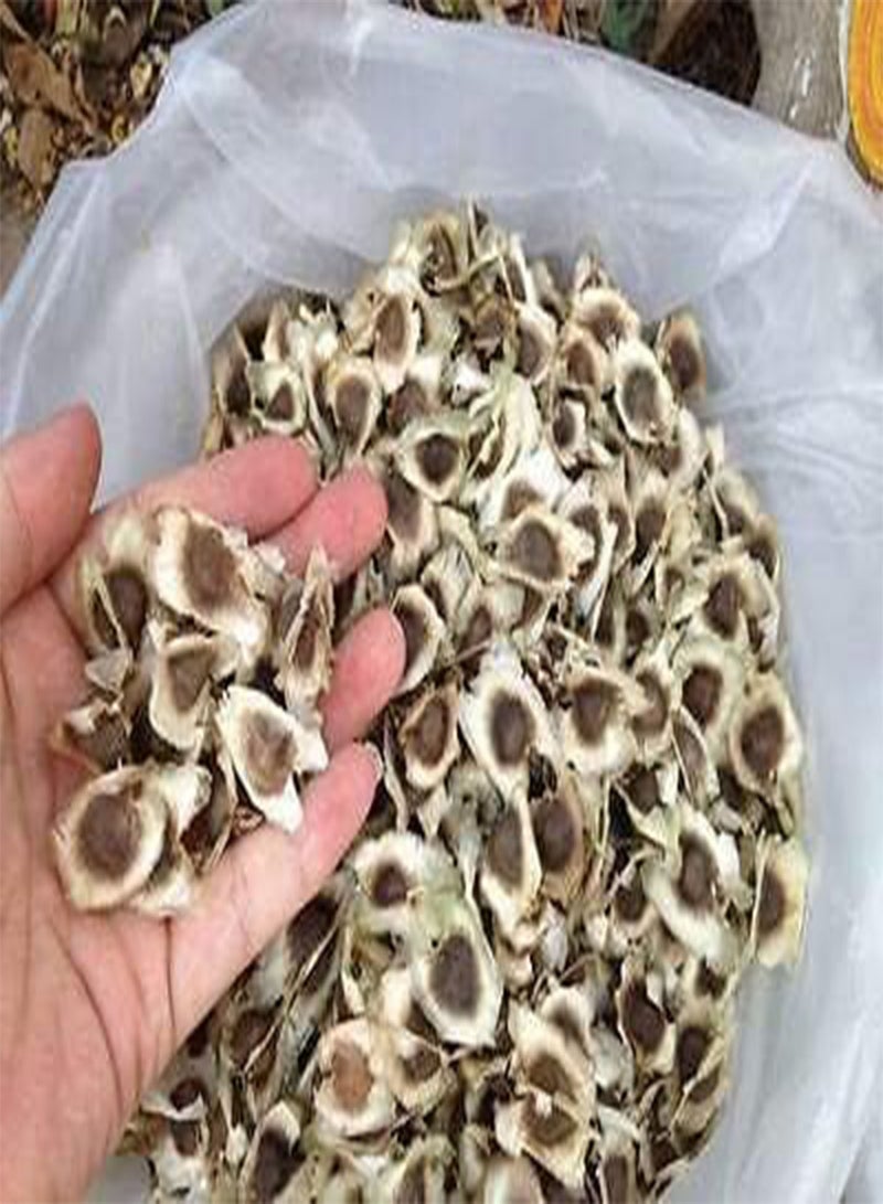 250 Grams Premium DRUMSTICK/SAJNA/Moringa OLEIFERA seeds.