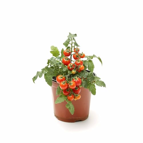 UGAOO Cherry Tomato Vegetable Seeds (Yellow, Pack of 200mg, 50 Seeds) - Image 5