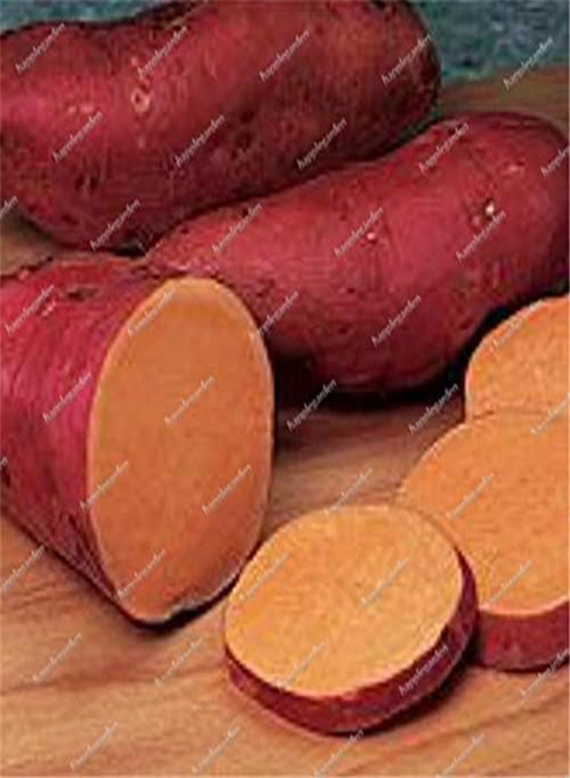 GGOOT Fresh 10pcs Sweet Potato Vegetables Seeds for Planting Mixed - Image 3