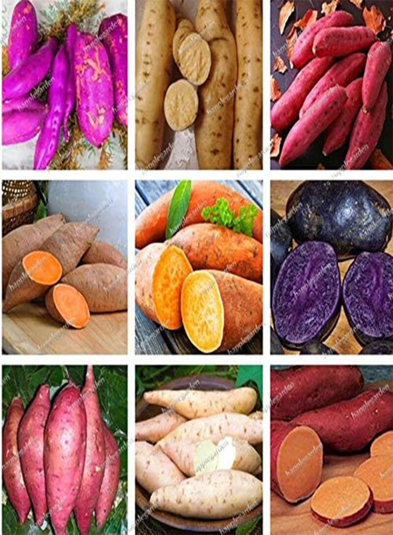 GGOOT Fresh 10pcs Sweet Potato Vegetables Seeds for Planting Mixed - Image 1