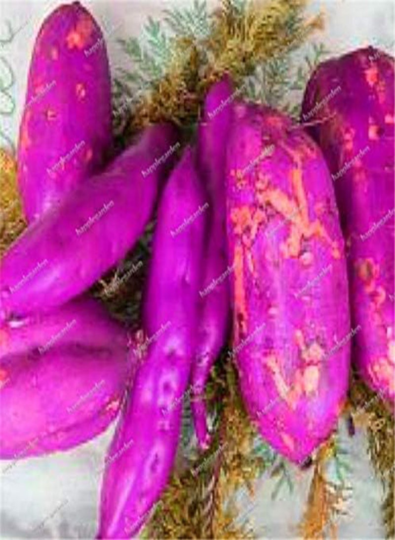 GGOOT Fresh 10pcs Sweet Potato Vegetables Seeds for Planting Mixed - Image 4