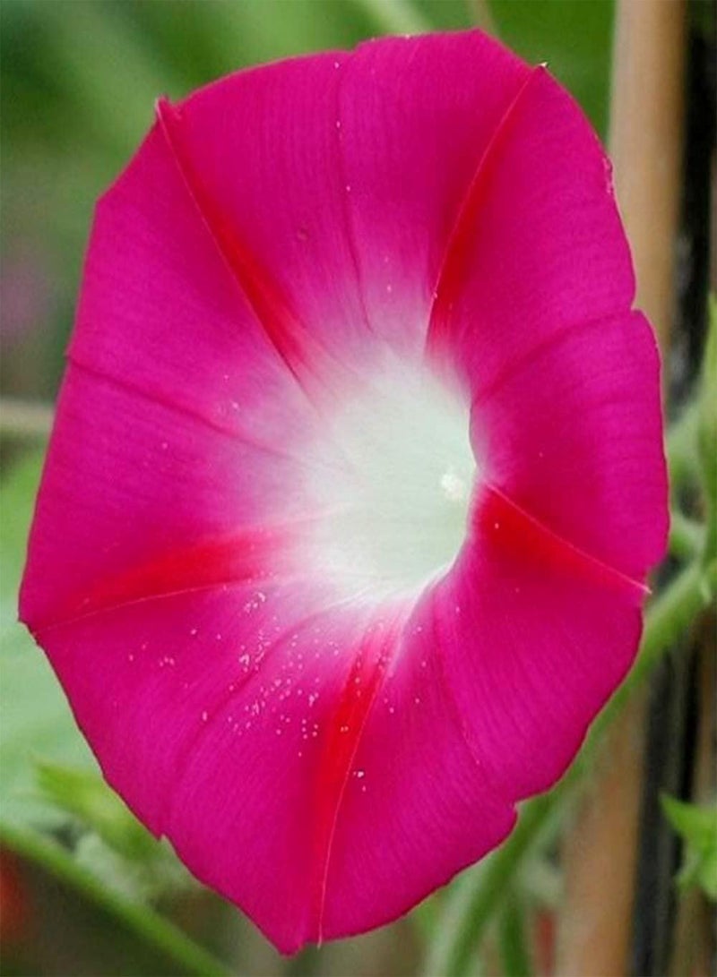 GGOOT 100pcs Morning Glory Seeds Known for Its Rich and Delicate Aroma Exquisite Cut Flowers Has High Ornamental Value Garden Home Horticultural Landscape Outdoor Courtyard Easy to Take Care of - Image 1