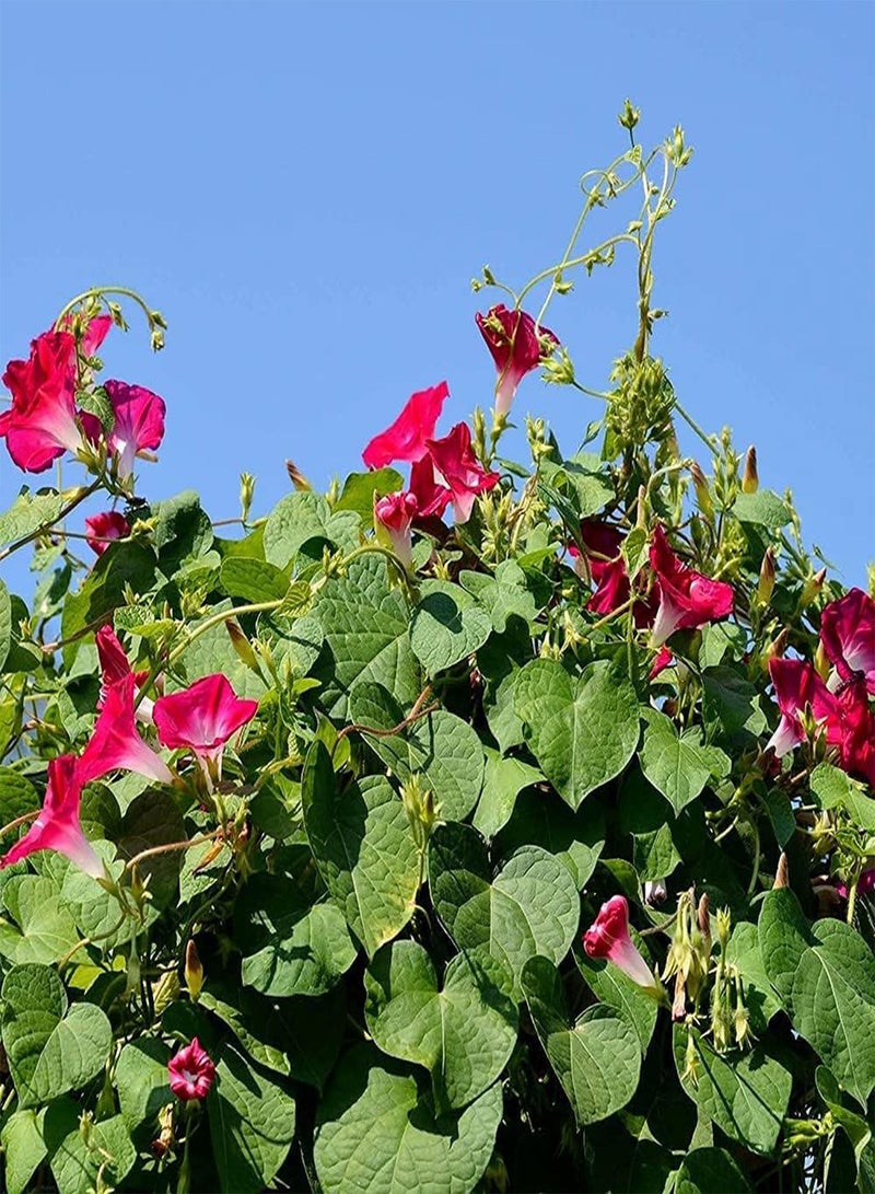 GGOOT 100pcs Morning Glory Seeds Known for Its Rich and Delicate Aroma Exquisite Cut Flowers Has High Ornamental Value Garden Home Horticultural Landscape Outdoor Courtyard Easy to Take Care of - Image 2