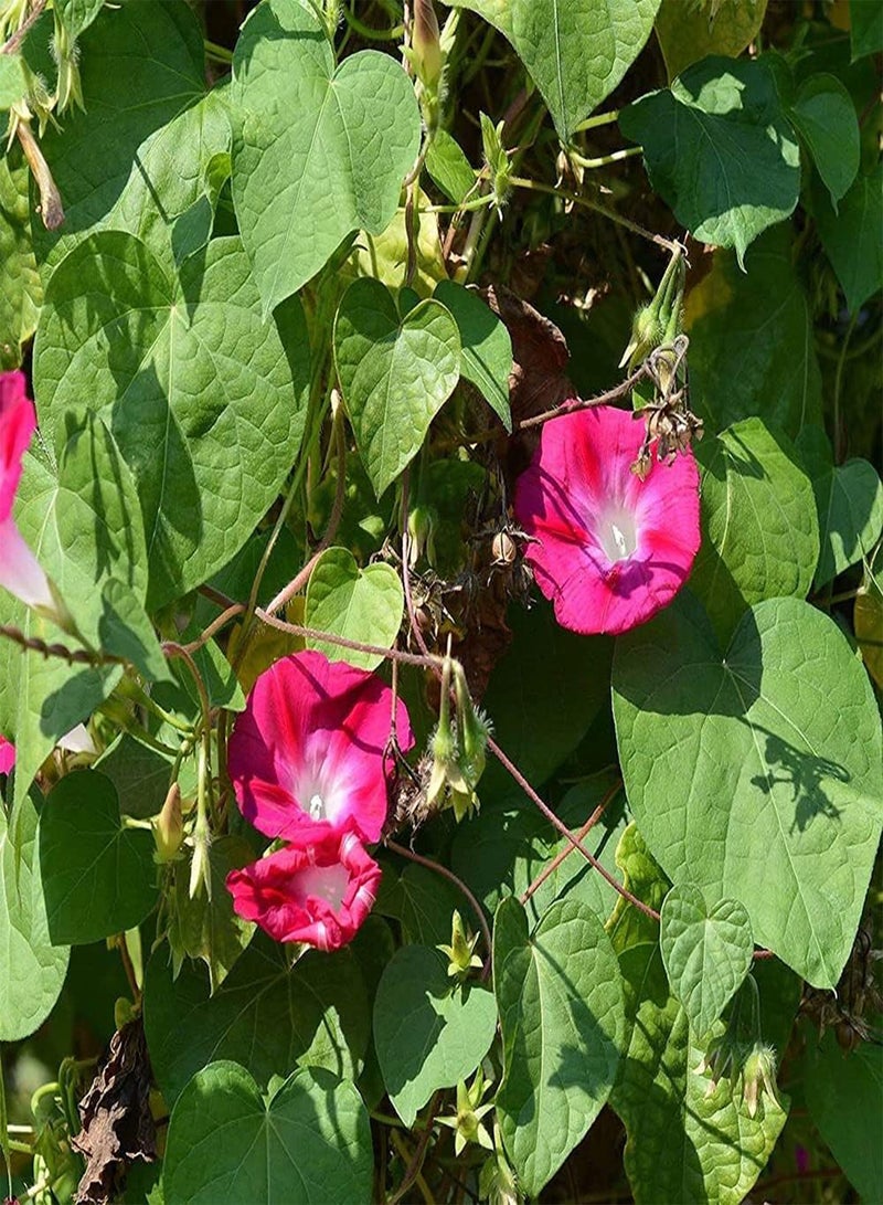 GGOOT 100pcs Morning Glory Seeds Known for Its Rich and Delicate Aroma Exquisite Cut Flowers Has High Ornamental Value Garden Home Horticultural Landscape Outdoor Courtyard Easy to Take Care of - Image 3