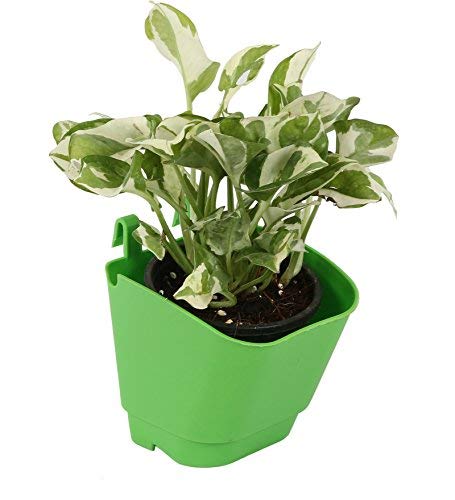 CAPPL UV Stabilized Wall Hanging Planter - Vertical Garden (12.5 cm, Pack of 8, Green) Use for Wall, Apartments, Condos, patios, courtyards & Balconies - Image 5