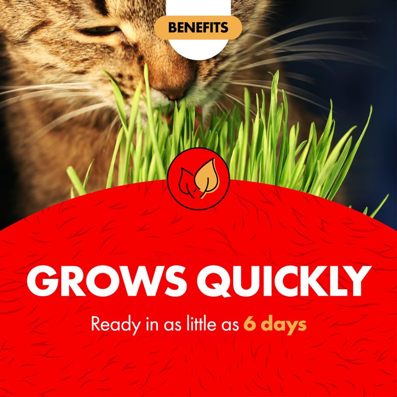Miracle Care Cat A'bout Cat Grass Kit for Indoor Cats, 5.25 Ounce, Hairball Control, Anti-Inflammatory, Improves Digestion and Metabolism - Image 4