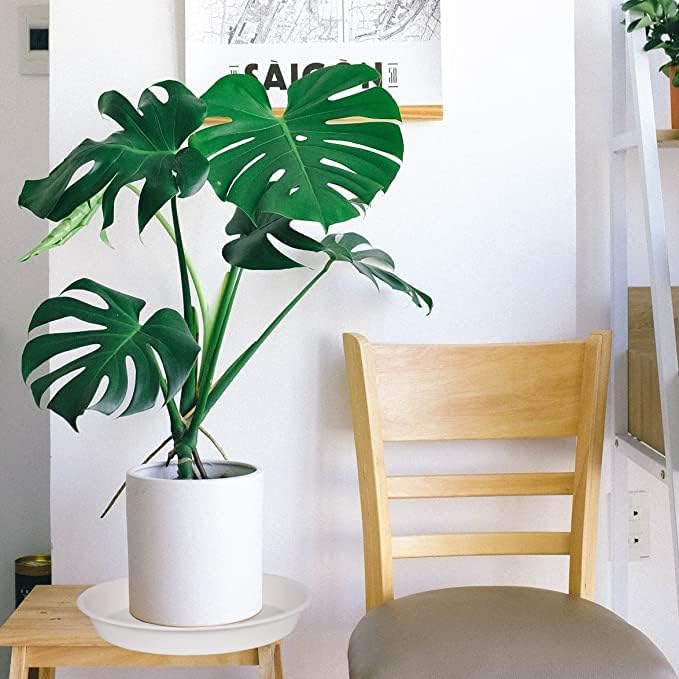 Bleuhome 2 Pack of 14 inch Plant Saucers Bird Bath Bowl, Plant Saucer 14" Round, Plastic Plant Tray for Pots, White Planters for Indoor Plants, Plant Trays for Planter 12-15" (14", Creamy White) - Image 4