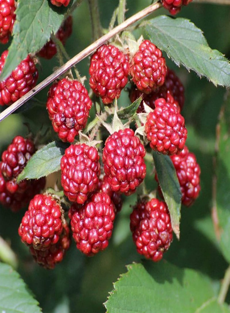 GGOOT 100Pcs Red Raspberries Seeds Delicious Fruit Sweet Garden Yard Plant Perennial Plants Seeds Black Raspberry Seeds - Image 5