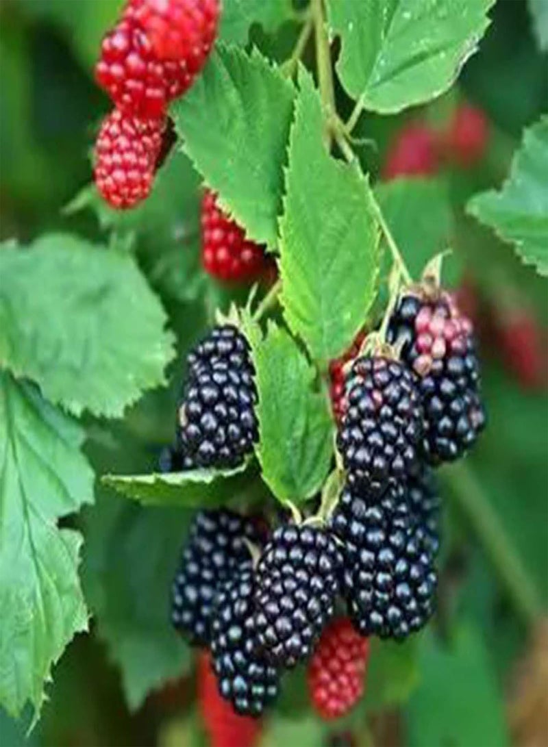 GGOOT 100Pcs Red Raspberries Seeds Delicious Fruit Sweet Garden Yard Plant Perennial Plants Seeds Black Raspberry Seeds - Image 1