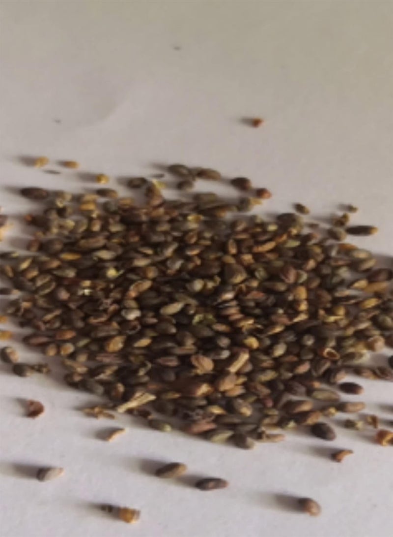 GGOOT 100Pcs Red Raspberries Seeds Delicious Fruit Sweet Garden Yard Plant Perennial Plants Seeds Black Raspberry Seeds - Image 4