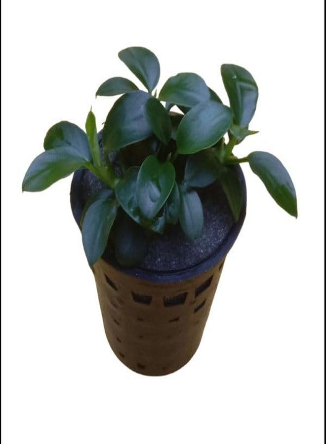 نبات أنوبيا نانا كينكو الصغير لأحواض السمك