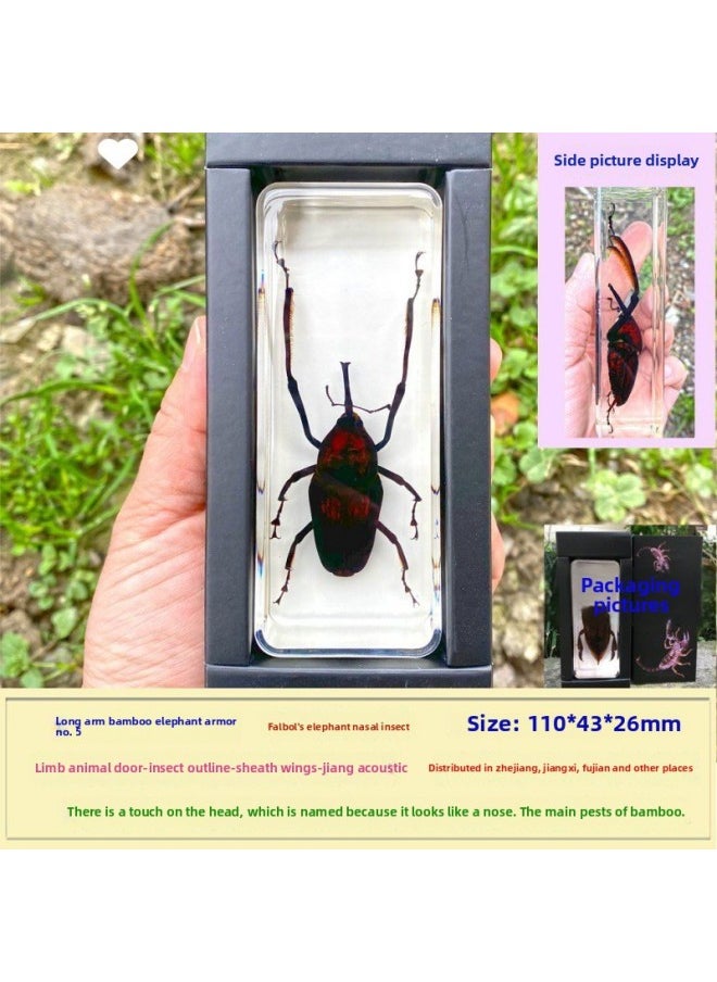 Insect Specimen Real Mono Fairy Amber Scarab Book Town Home Desk Decoration Mantis Spider Scorpion Factory-Color:Long Arm Bamboo Elephant No. 5  - Image 1