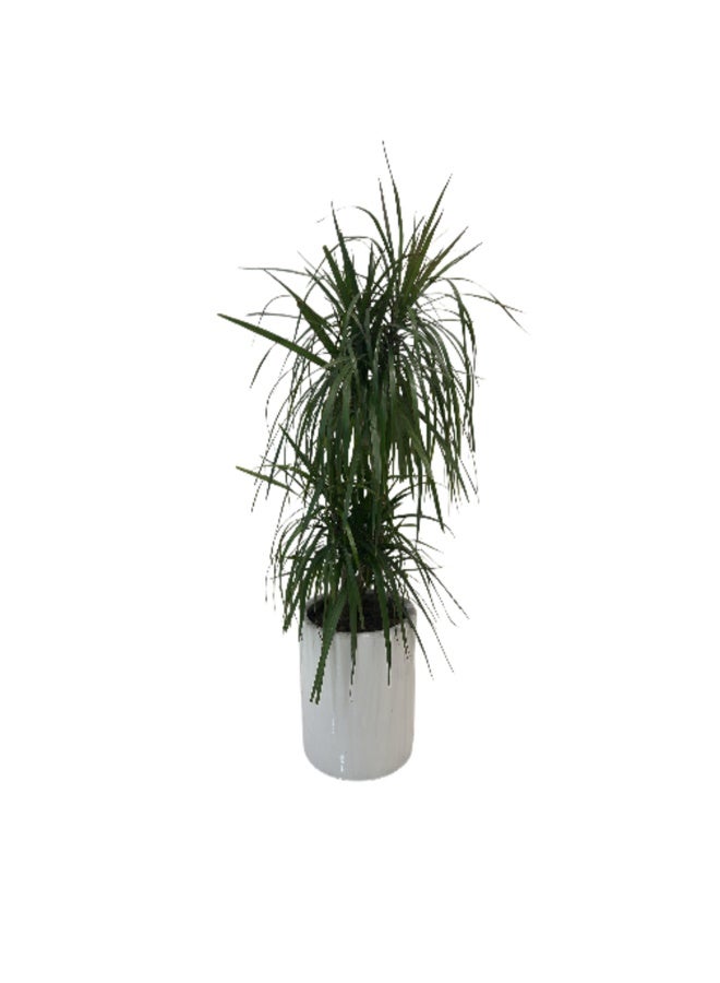 Trandy Flowers Dracaena Marginata 