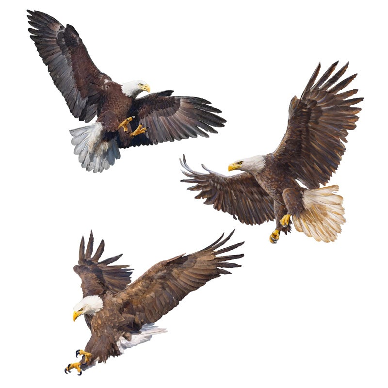 PLIGREAT 3 Pcs Flying Bald Eagles Birds Wall Stickers  Removable Vinyl Peel and Stick Wall Decals for Nursery Bedroom Study Living Room Playroom Wall Decorations Office Home DIY Wall Art Decor - Image 4