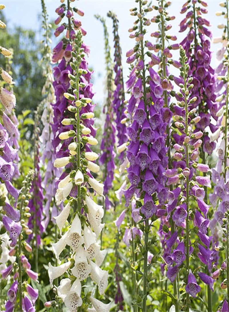 جي جوت 200 قطعة من بذور قفاز الثعلب المختلطة، زهور ملونة مزينة لشرفة الحديقة غنية بالألوان، شكل زهرة فريد يصبح منظرًا ساحرًا في المنزل - Image 2