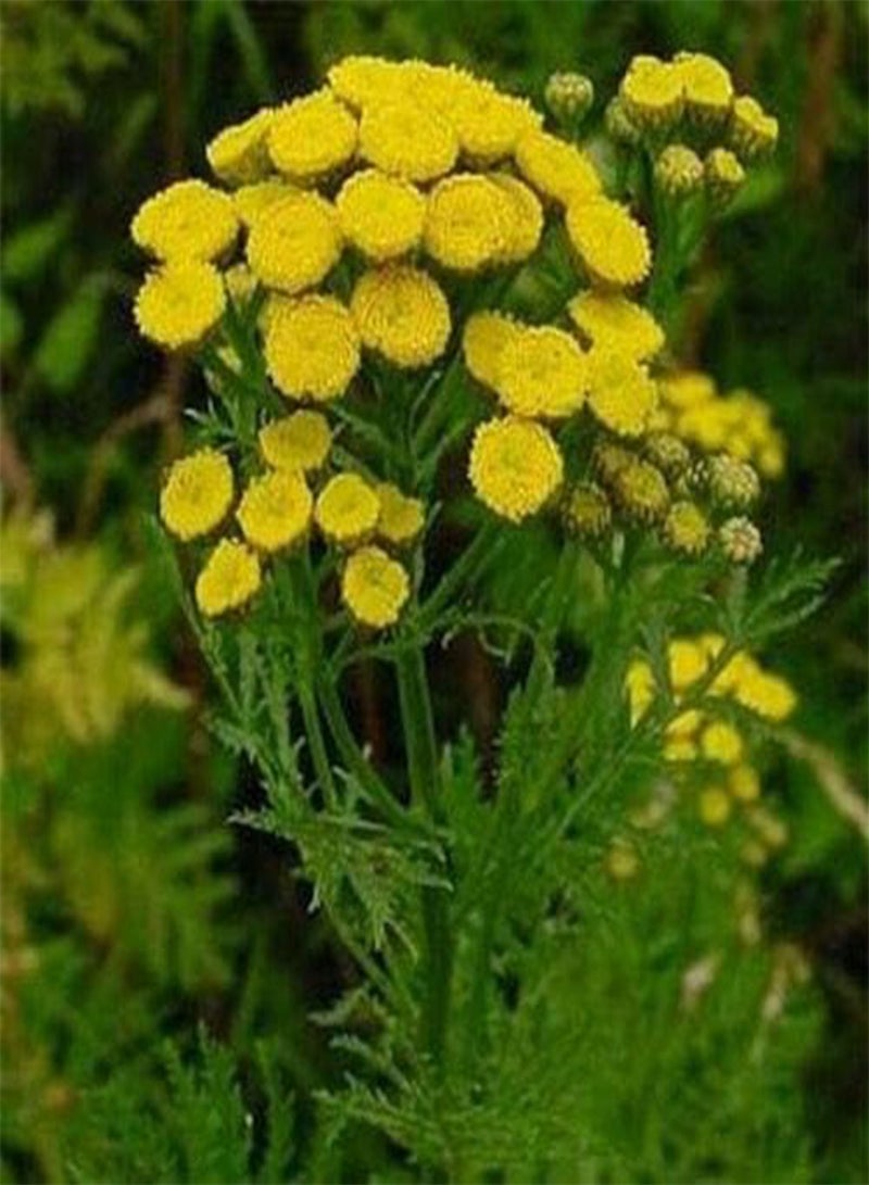 GGOOT Tansy (Tanacetum Vulgare)- 100 Seeds - Image 1