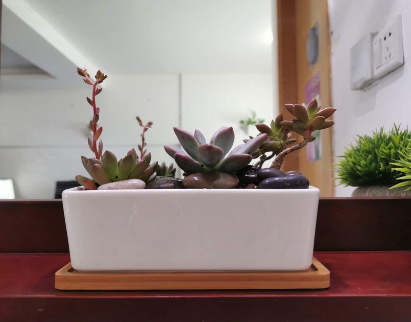 LANKER 6.5 Inch Rectangle White Ceramic Succulent Planter Pot Decorative Cactus Plant Pot Flower Container with Bamboo Tray (Rectangle 6.5 Inch) - Image 3