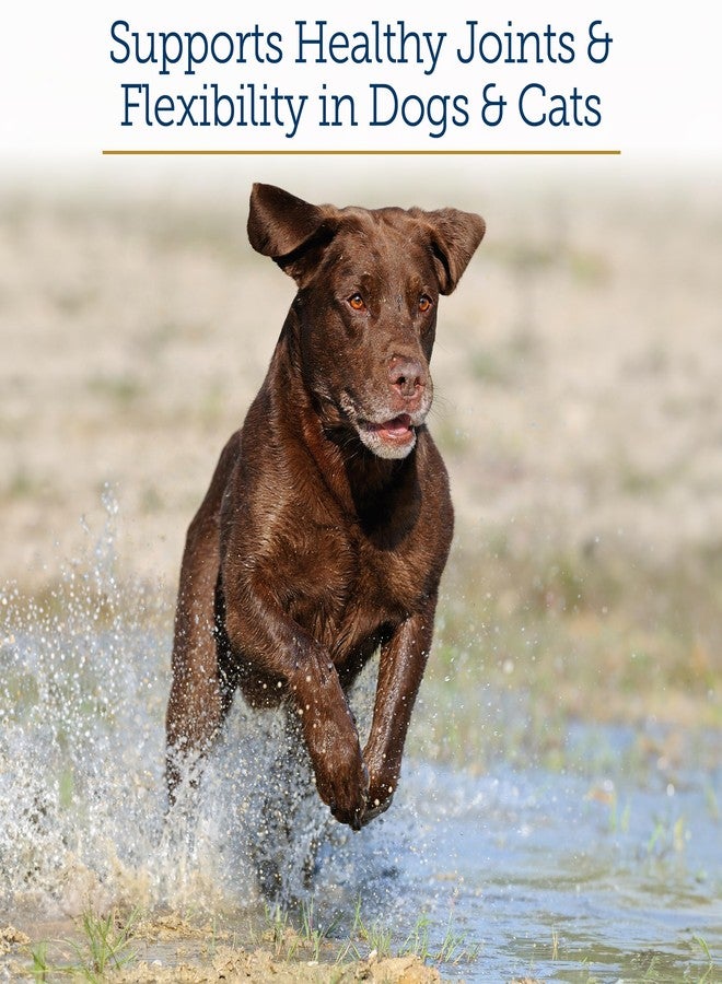 ركس فيتامينز مكمل غذائي للمفاصل من آر إكس فيتامينز ميجا فليكس للقطط والكلاب - كبريتات الجلوكوزامين مع ميثيل سلفونيل ميثان، وفيتامين سي، وخيار البحر - يدعم مرونة المفاصل وحركتها - مناسب لجميع السلالات والأحجام - 600 كبسولة - Image 2