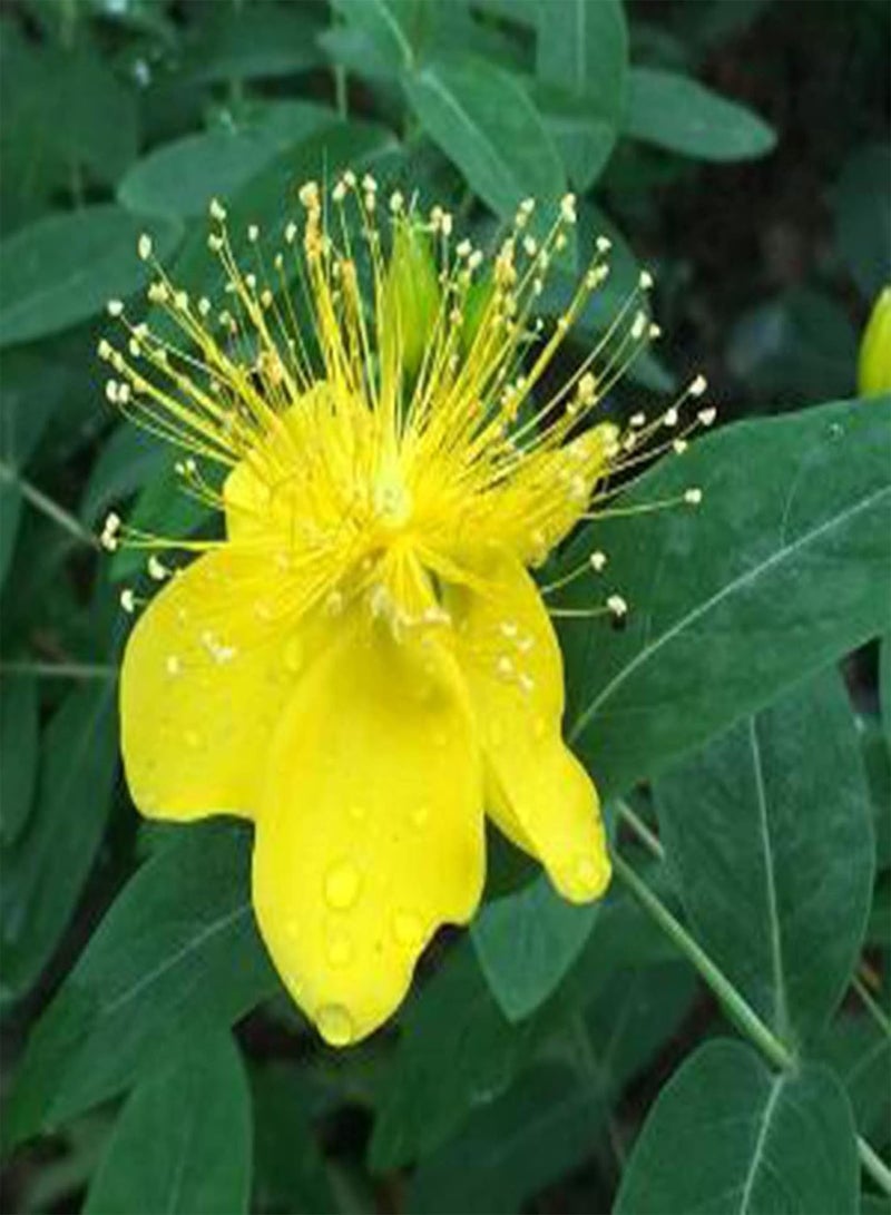 GGOOT 20Pcs/Bag Hypericum Perforatum Seeds Open-Pollinated Non-GMO Evengreen Fresh Garden Seedlings for Courtyard Garden Seedlings - Image 2