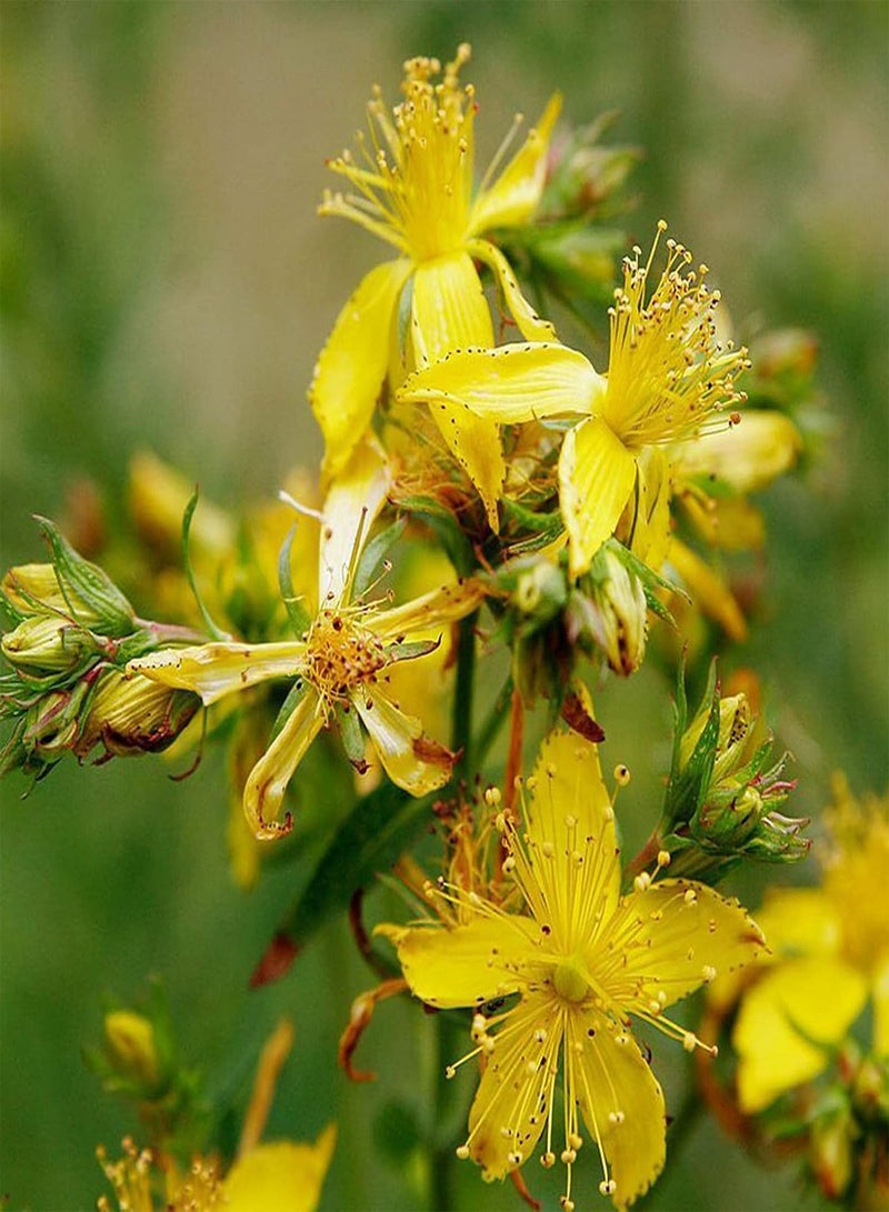 GGOOT 20Pcs/Bag Hypericum Perforatum Seeds Open-Pollinated Non-GMO Evengreen Fresh Garden Seedlings for Courtyard Garden Seedlings - Image 4