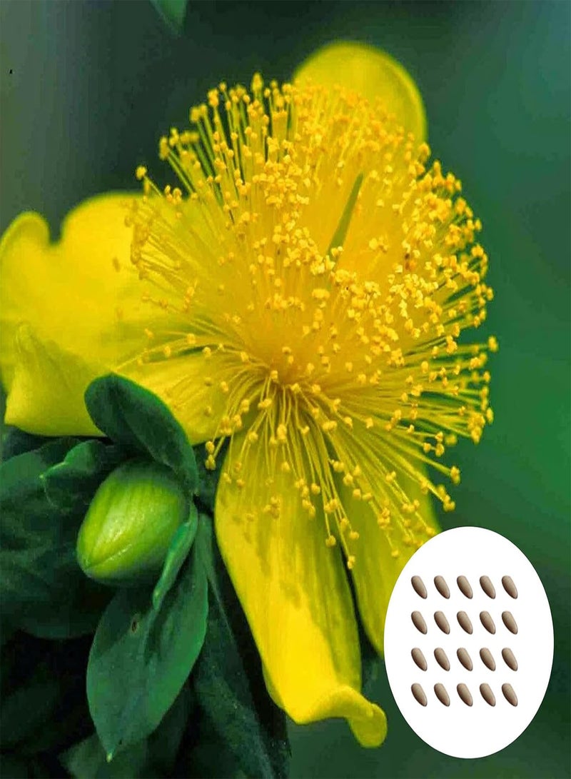 GGOOT 20Pcs/Bag Hypericum Perforatum Seeds Open-Pollinated Non-GMO Evengreen Fresh Garden Seedlings for Courtyard Garden Seedlings - Image 1