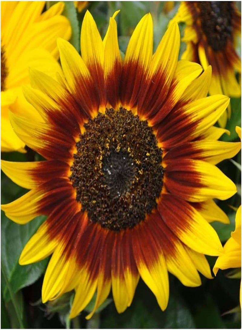 GGOOT - Sunflower Ring of FIRE - 40