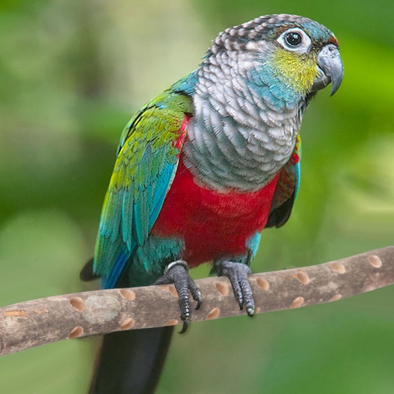 Parrots Grinding Scratchers Perch Stands Bird Stand Cage Toy Stick Rack Toy Branch Grinding Perch Standing Pet Supplies Bird Cage Accessories - Image 2