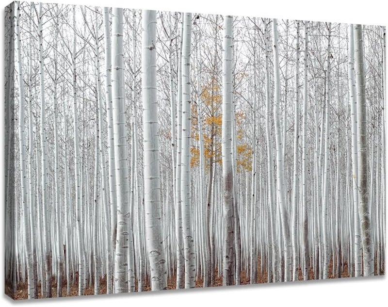 Woxfcart Birch Forest Canvas Wall Art - Image 1