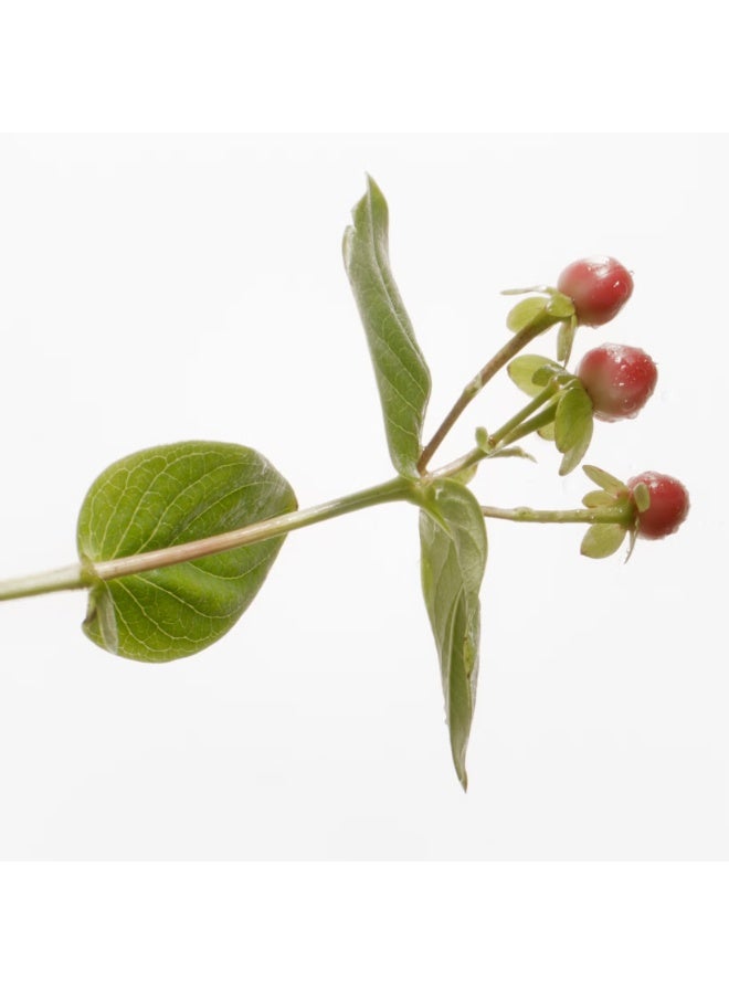 سوزان كوفمان - حمام نبتة سانت جون 400 جرام - Image 4