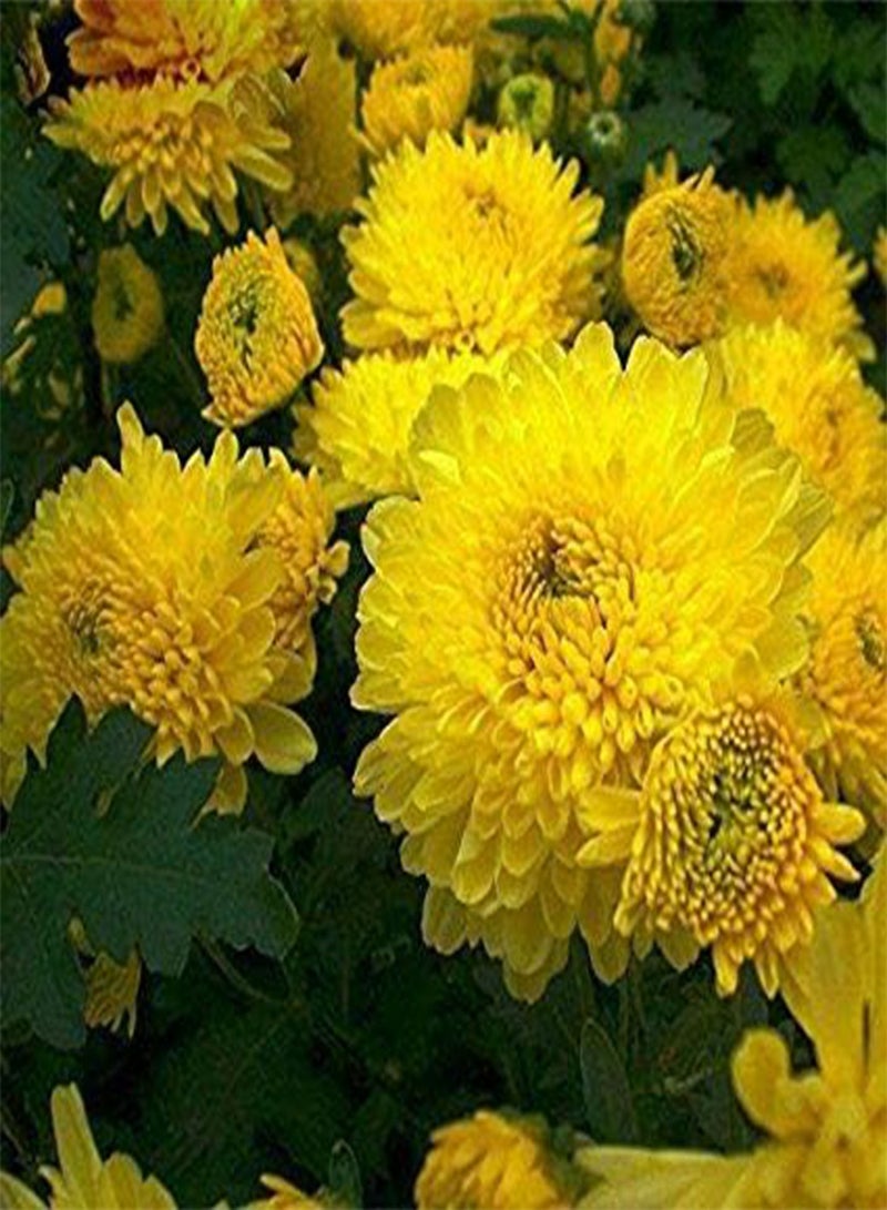 جي جوت 30 بذرة زهرة الأقحوان الصفراء - Image 2