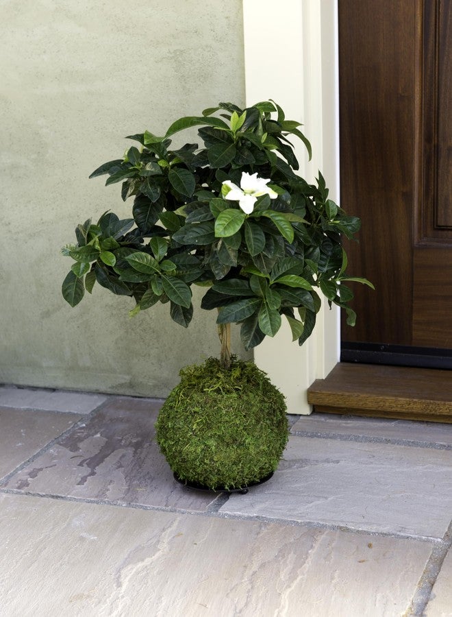 Super Moss (29348) Kokedama Planter, 6", Fresh Green - Image 3