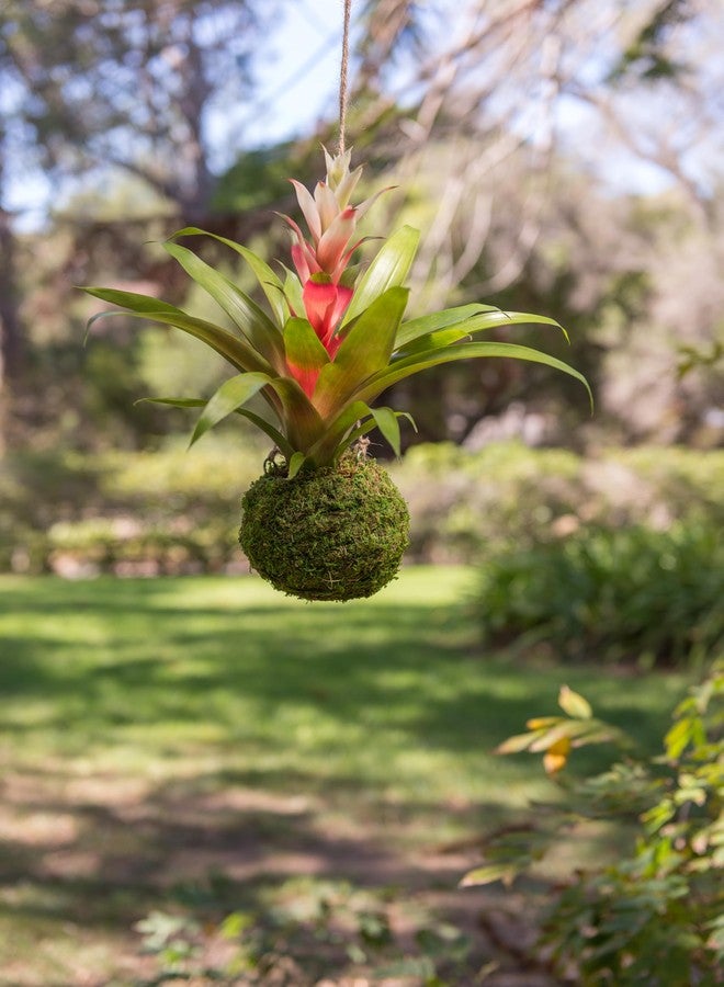 Super Moss (29348) Kokedama Planter, 6", Fresh Green - Image 4