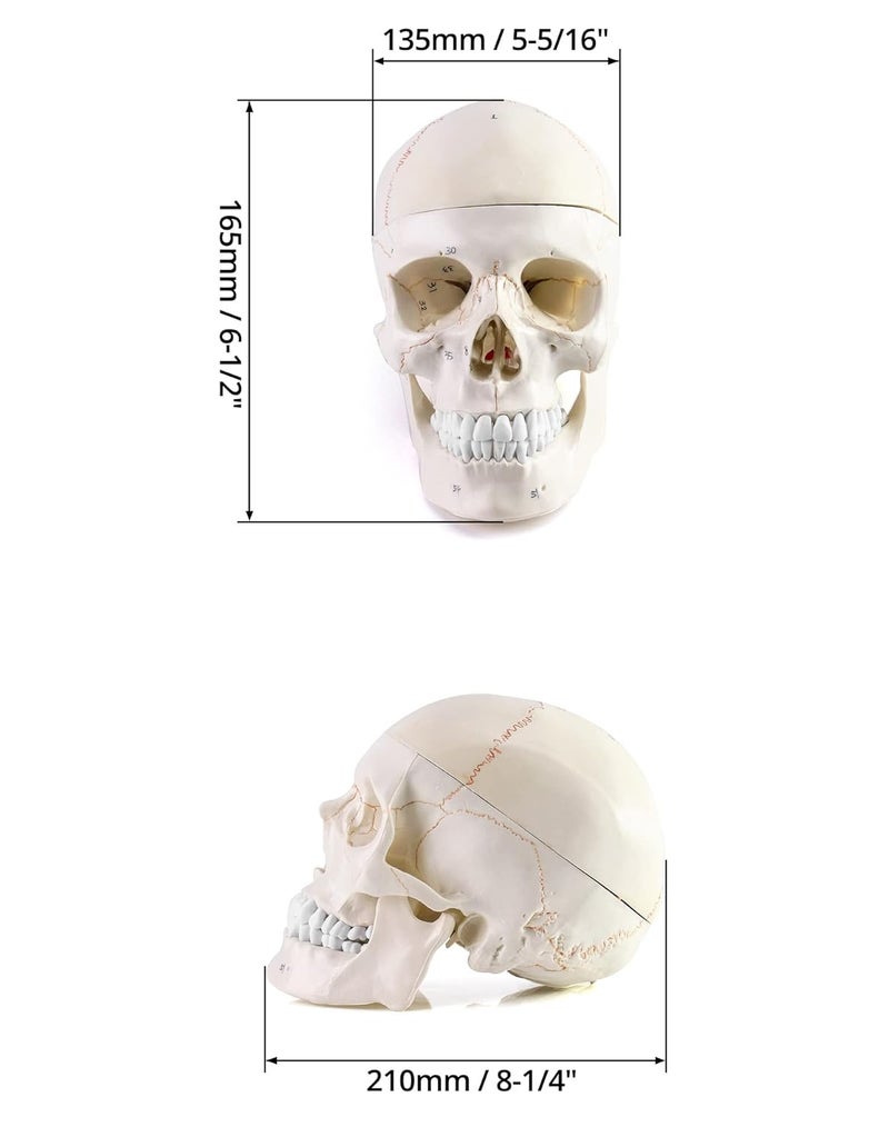 woobles Human Skull and Brain Anatomy Model, 11 Parts, Life Size, Numbered, Anatomically Accurate, for Science Medical Teaching Learning Skull and Brain Model - Image 2