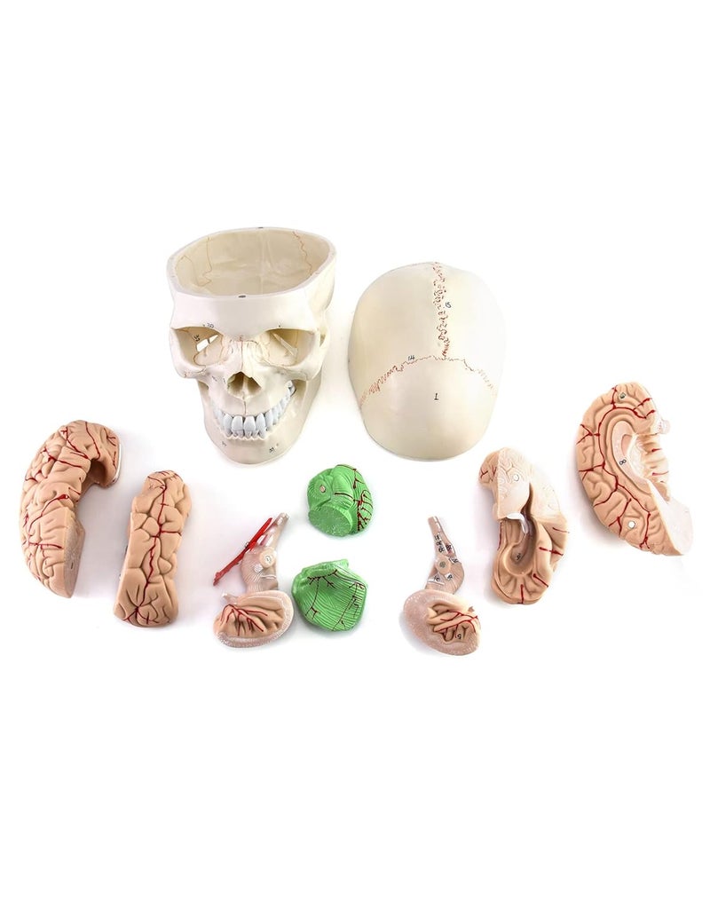 woobles Human Skull and Brain Anatomy Model, 11 Parts, Life Size, Numbered, Anatomically Accurate, for Science Medical Teaching Learning Skull and Brain Model - Image 5