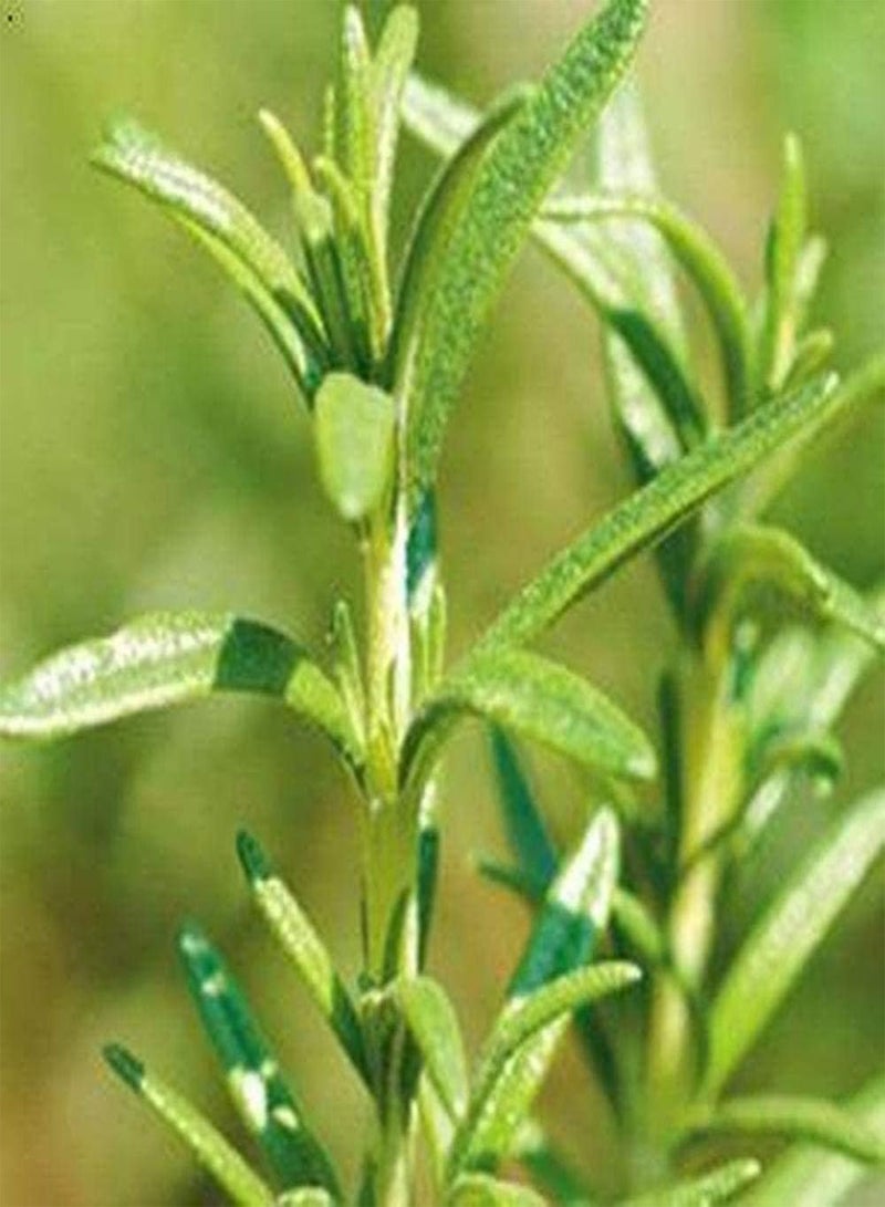 جي جوت 300 بذرة إكليل الجبل، أعشاب معمرة للحديقة الخارجية، قدرة قوية على التكيف، أعشاب مفضلة لدى البستانيين، زراعة بذور الخضراوات في الداخل - Image 2