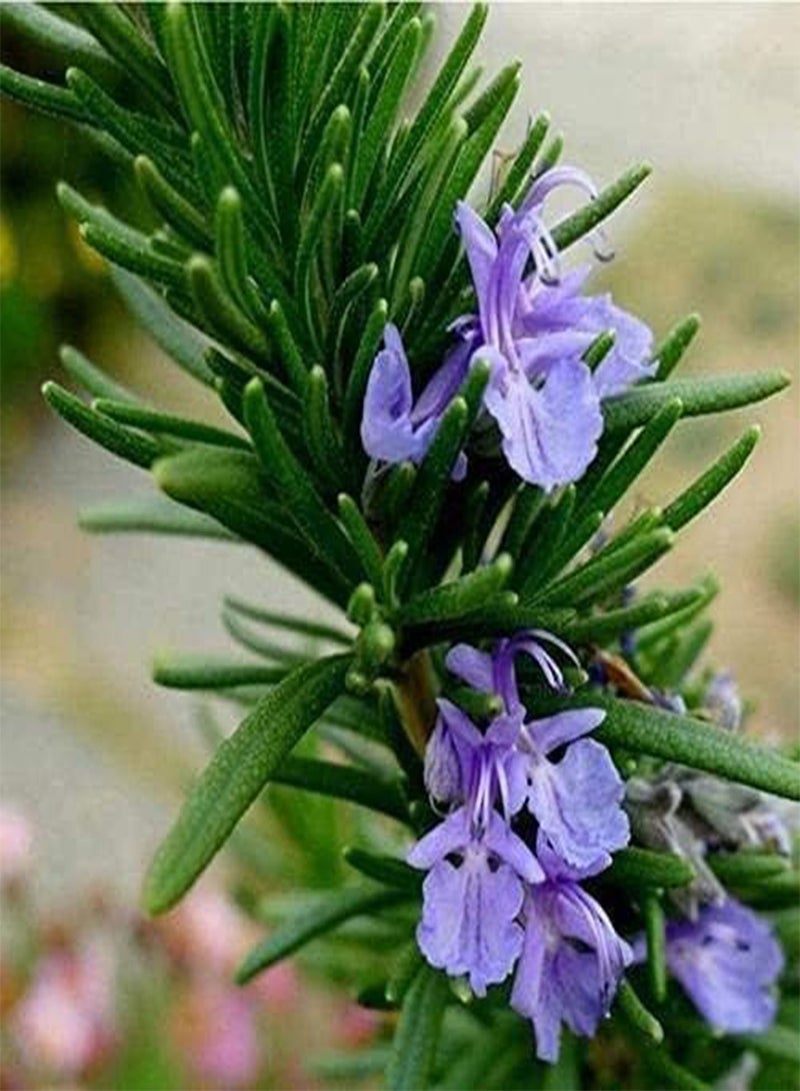 جي جوت 300 بذرة إكليل الجبل، أعشاب معمرة للحديقة الخارجية، قدرة قوية على التكيف، أعشاب مفضلة لدى البستانيين، زراعة بذور الخضراوات في الداخل - Image 1