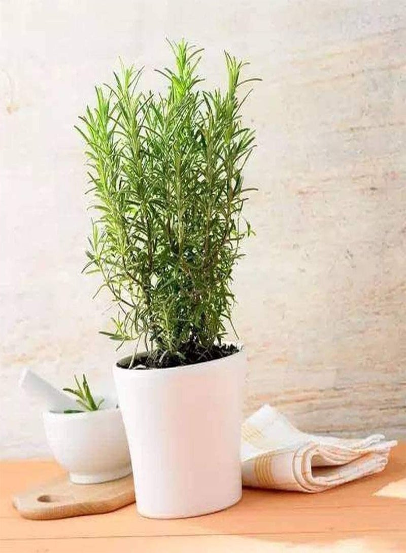 جي جوت 300 بذرة إكليل الجبل، أعشاب معمرة للحديقة الخارجية، قدرة قوية على التكيف، أعشاب مفضلة لدى البستانيين، زراعة بذور الخضراوات في الداخل - Image 3