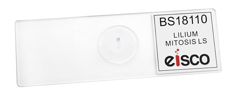 EISCO Lilium Mitosis - Prepared Microscope Slide - 75 x 25mm - Biology & Microscopy - Image 2