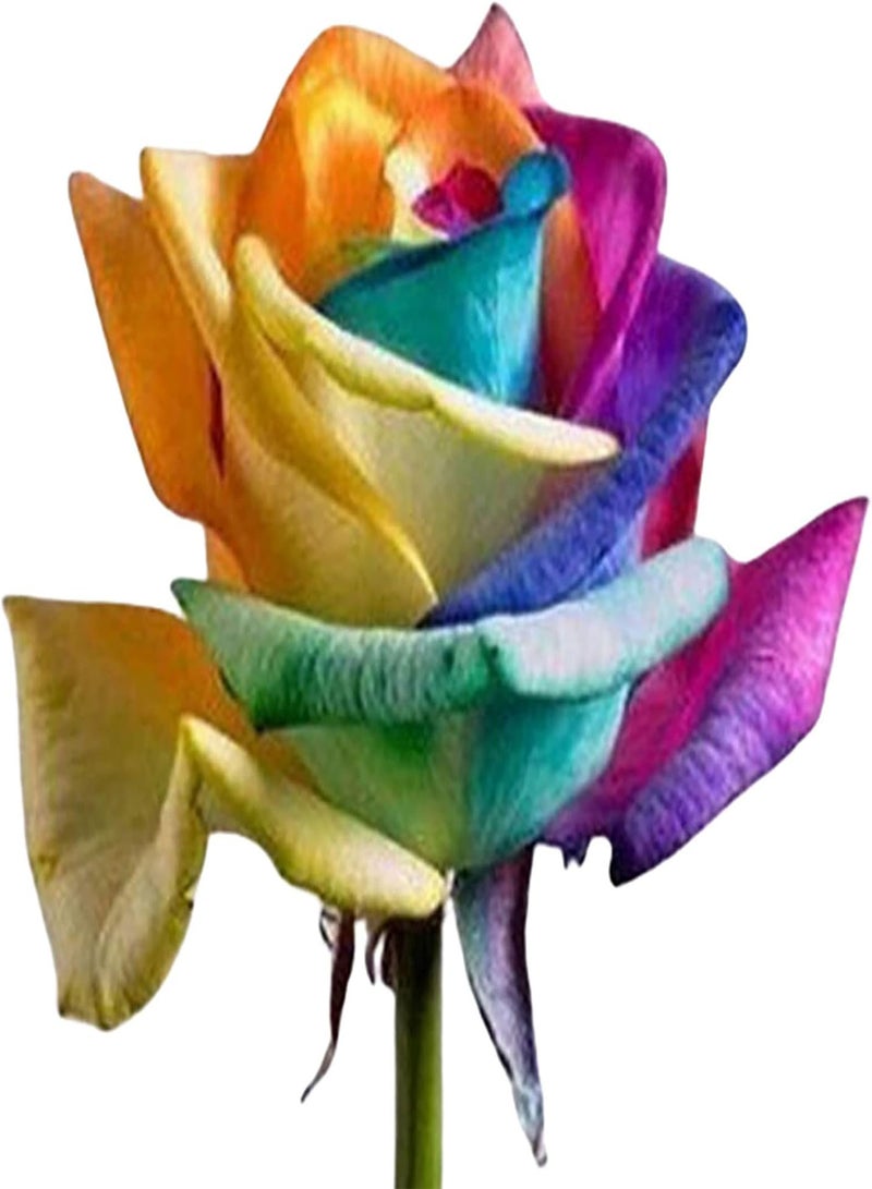 GGOOT 100Pcs Multi Colour Rainbow Rose Seeds Garden Plants Seeds Rare Rose Flower Seeds for Home Garden Yard Decoration Rose Seed - Image 4