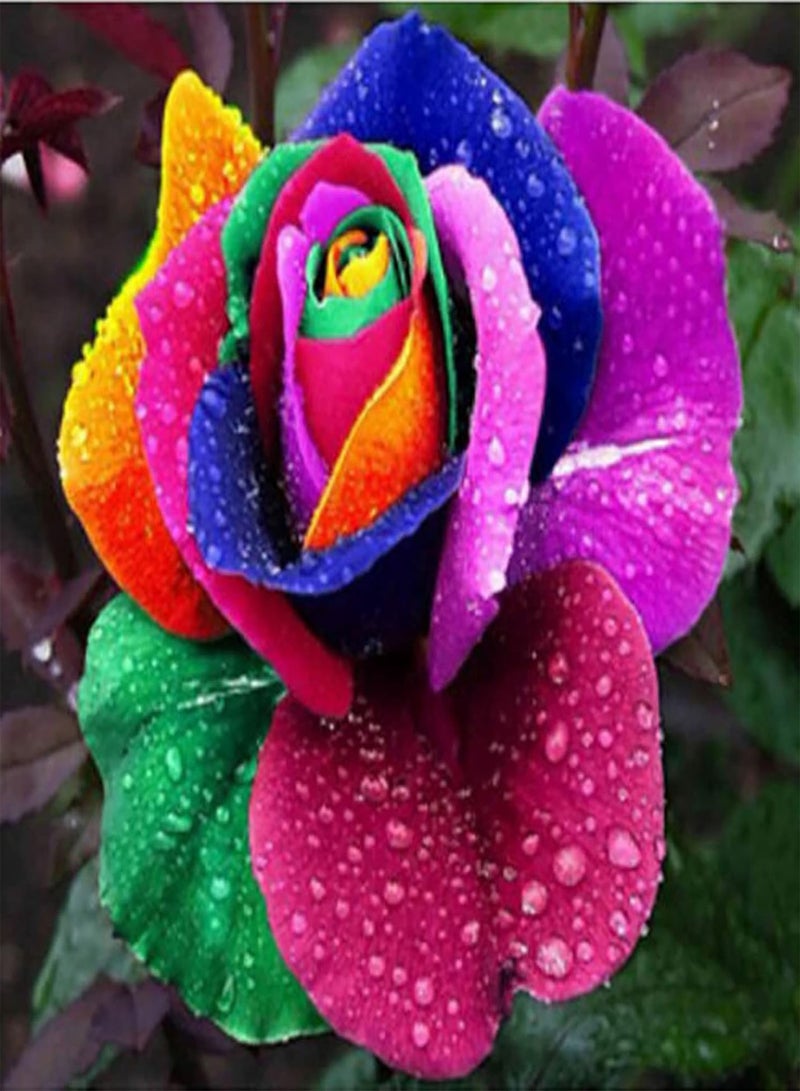 GGOOT 100Pcs Multi Colour Rainbow Rose Seeds Garden Plants Seeds Rare Rose Flower Seeds for Home Garden Yard Decoration Rose Seed - Image 1