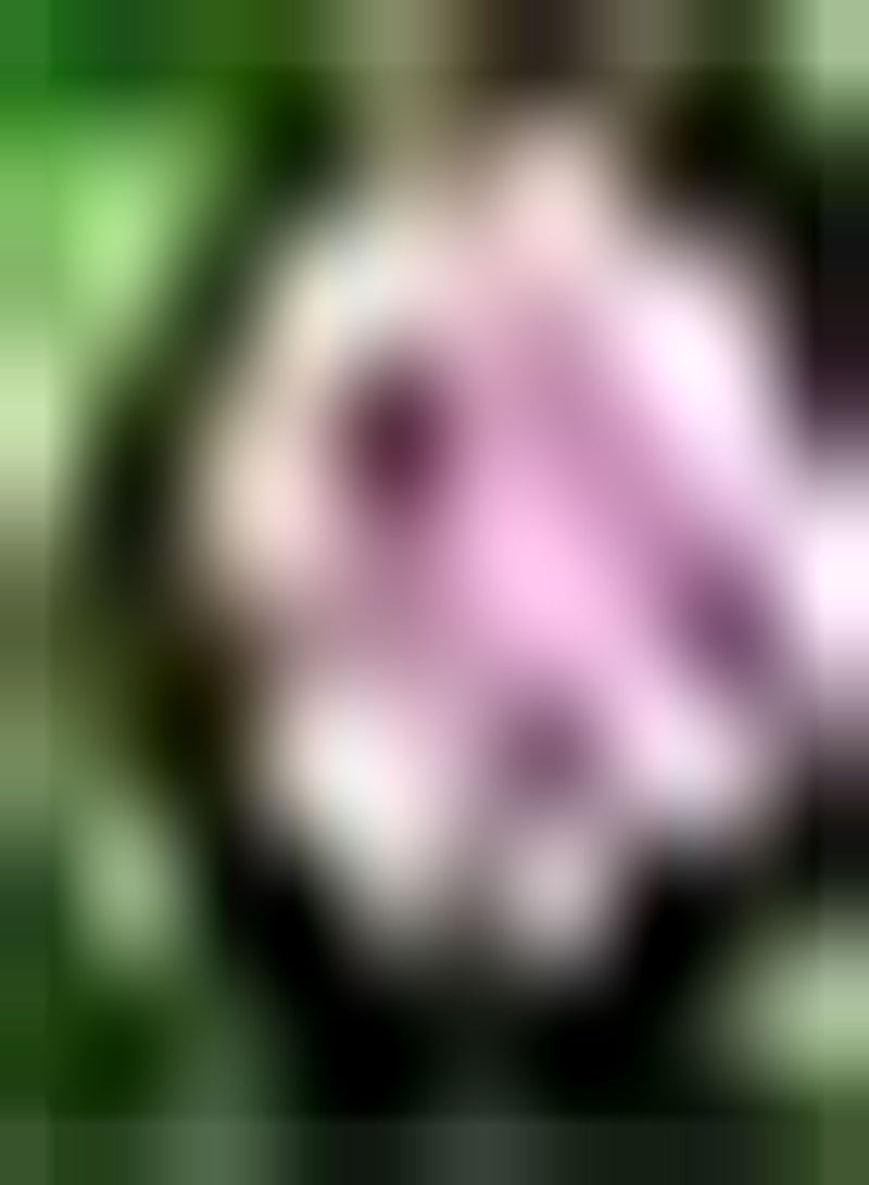 GGOOT 20Stück rosafarbene Hortensiensamen Leicht zu überleben Gartendekoration wachsen Schnell verschönern die Umgebung hoher Zierwert von Familienmitgliedern begrüßt - Image 2