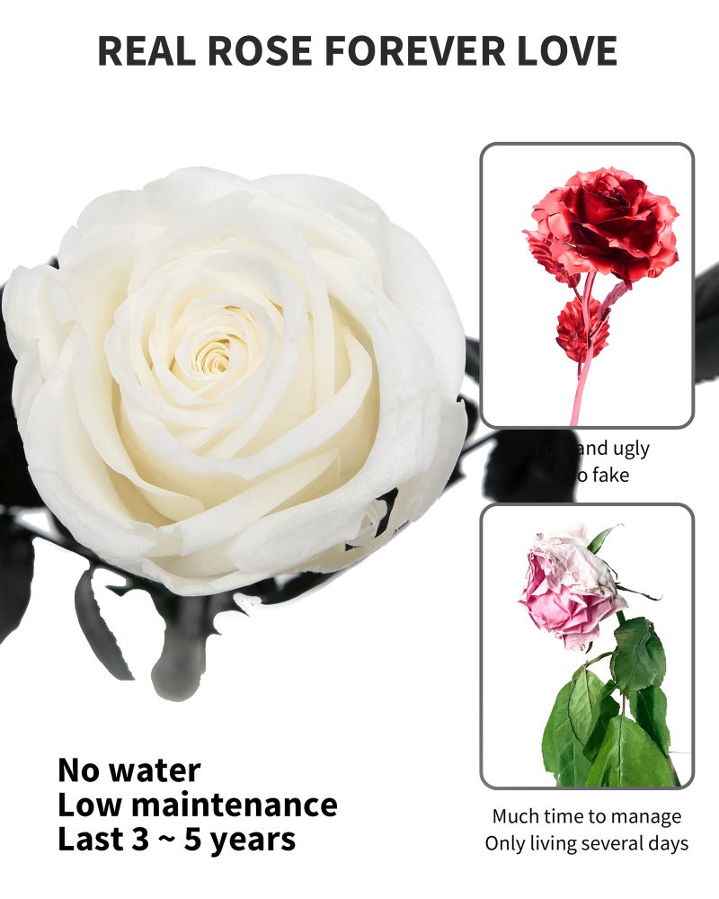 SofLiv White Flowers for Delivery Prime, Preserved White Roses Flower Gifts for Women, Real Roses Single Rose Gifts for Her, Mom Birthday Gifts from Daughter, Valentines Flowers - Image 3
