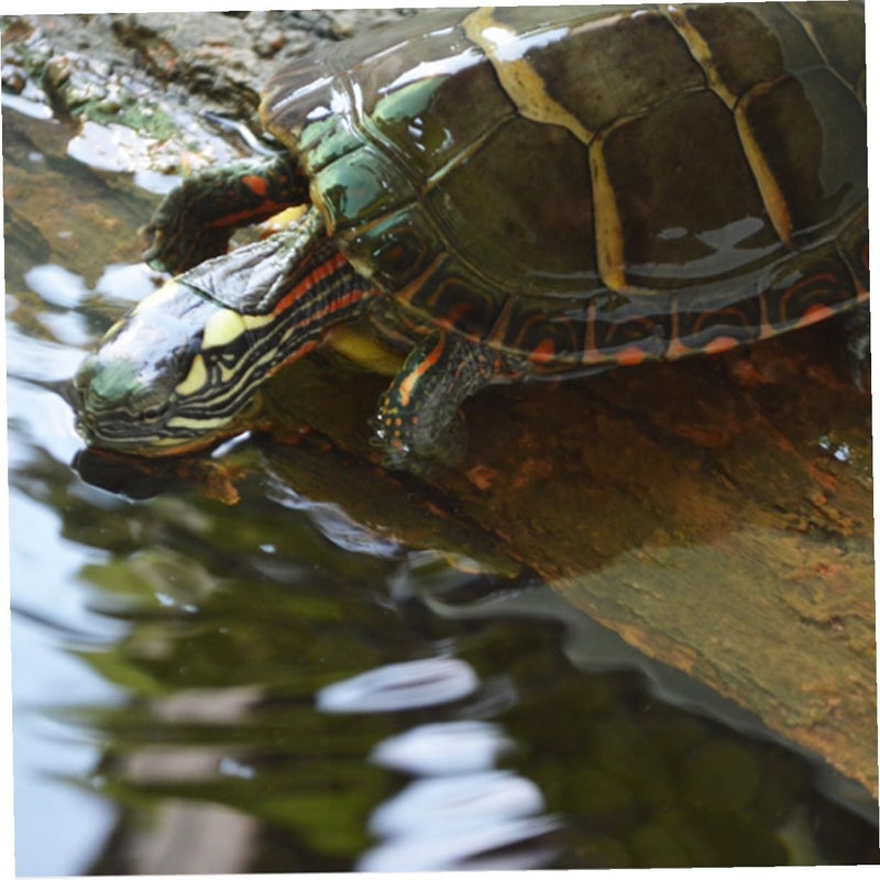 Local market compliant trusted quality Didiseaon Floating Turtle Climbing Platform for Aquariums Basking and Resting Spot for Turtles Terrapins and Reptiles Enhances Habitat with Visual Appeal and Bug proof seal In-Kingdom stored commodity Air & land transit compatible Freeze crack proof Market diverse application fit Lightweight All-round unified build Anti topple design Changing environment compatible All preference matching build Stable inert material Main road full logistics cover Stackable design Multiple design variants Elegant multi-option build Gulf standard sizing alternatives Yearly optimized delivery route Different assemble options Daily life matching design Big & small space compatible Fast intercity distribution Intra-city fast distribution Repeated use friendly design Longevity upgraded craftsmanship - Image 4