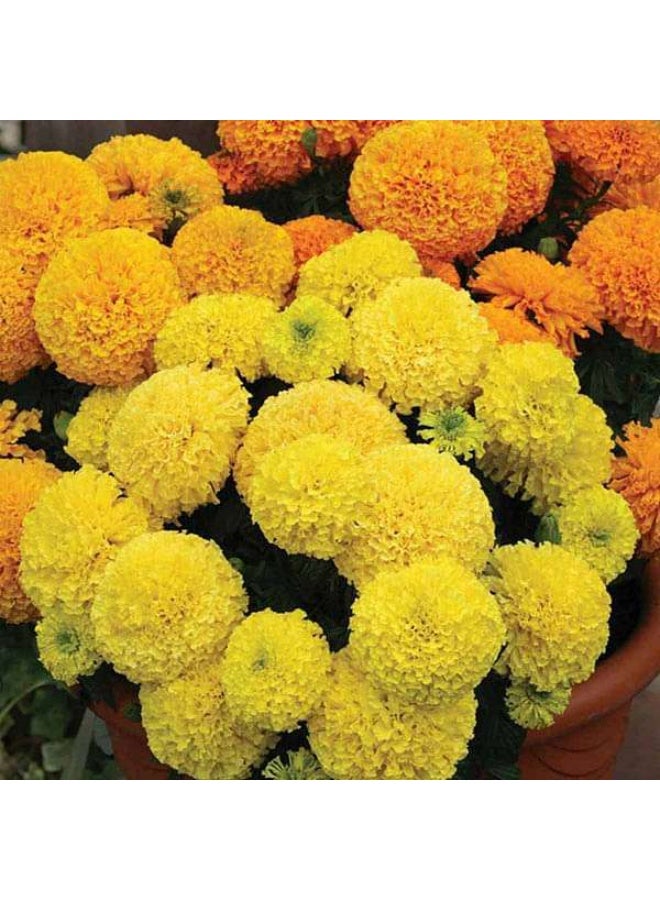 Marigold Rodeo Royal Mixed Colors Flower Seeds